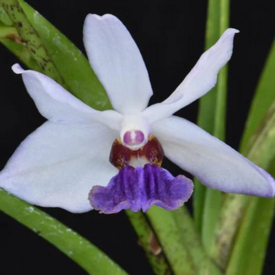 Blaue Orchideen