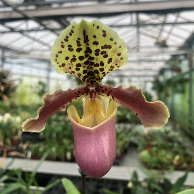 Gelbe Orchideen