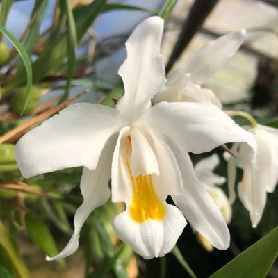 Weiße Orchideen