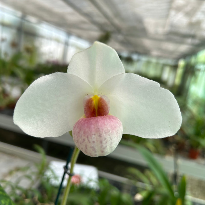 Paphiopedilum JOYCE HASEGAWA