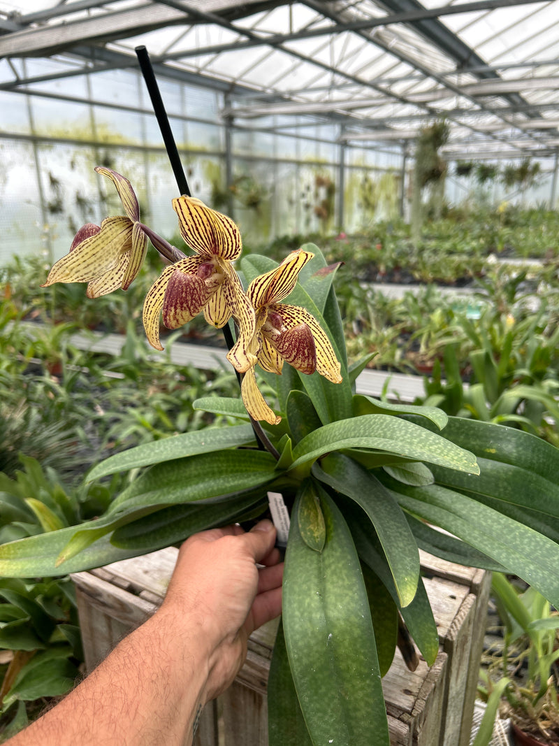 Paphiopedilum MARK HASEGAWA