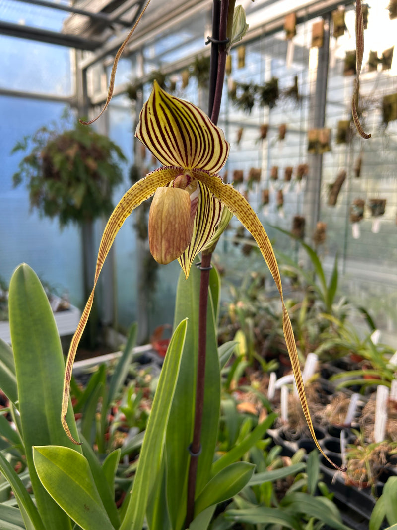 Paphiopedilum rothschildianum Hybride