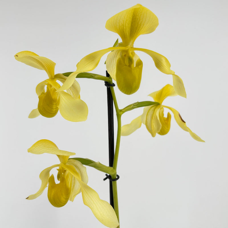 Paphiopedilum lowii &