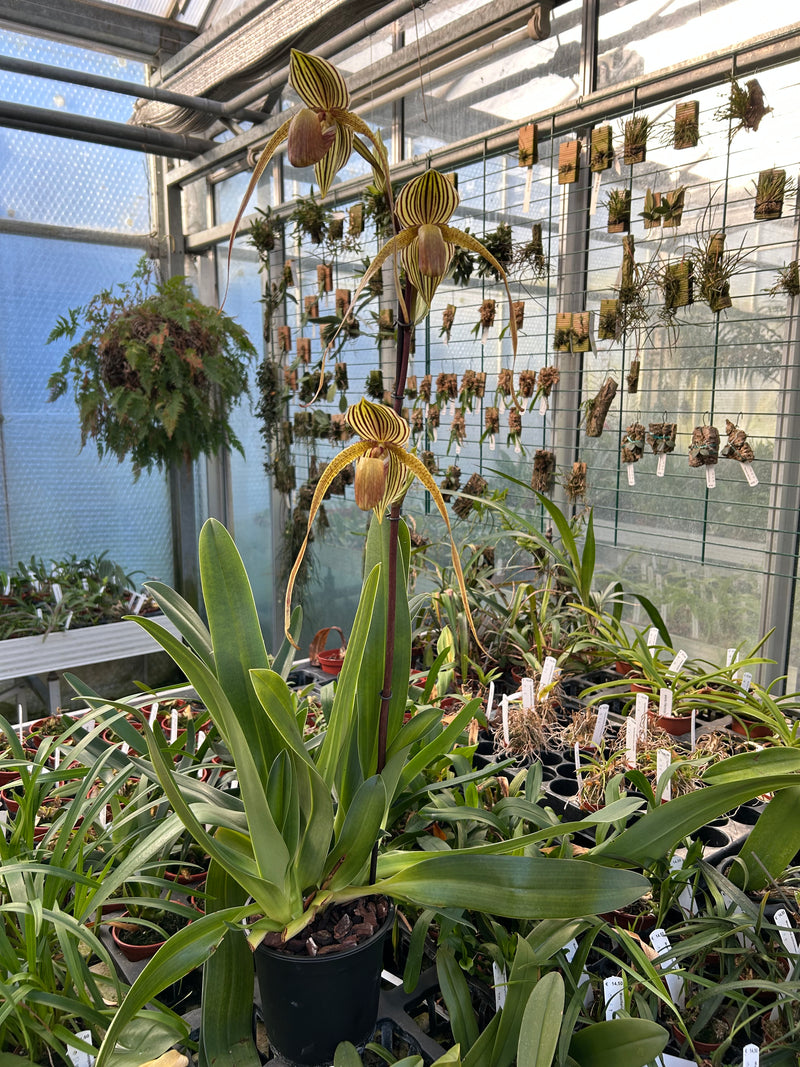Paphiopedilum rothschildianum Hybride