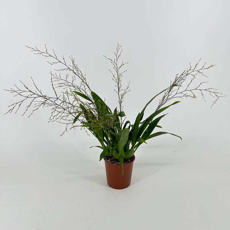 Oncidium TINY TWINKLE &