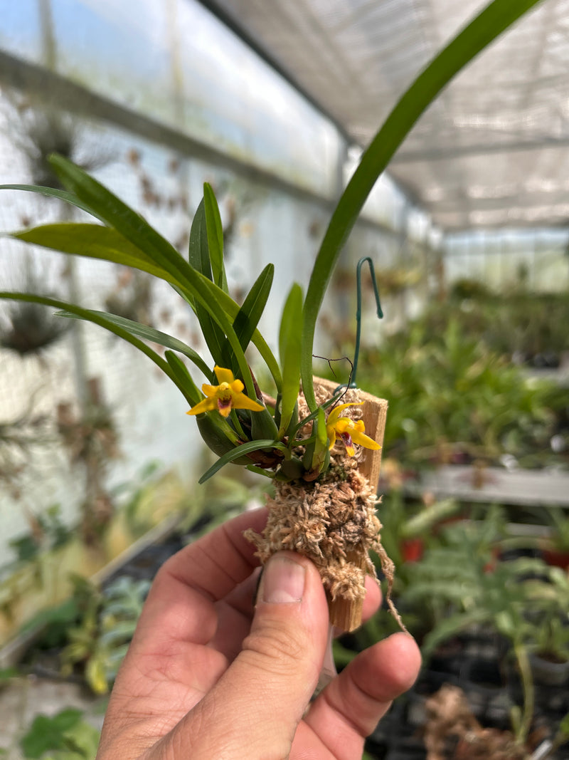 Maxillaria variabilis &