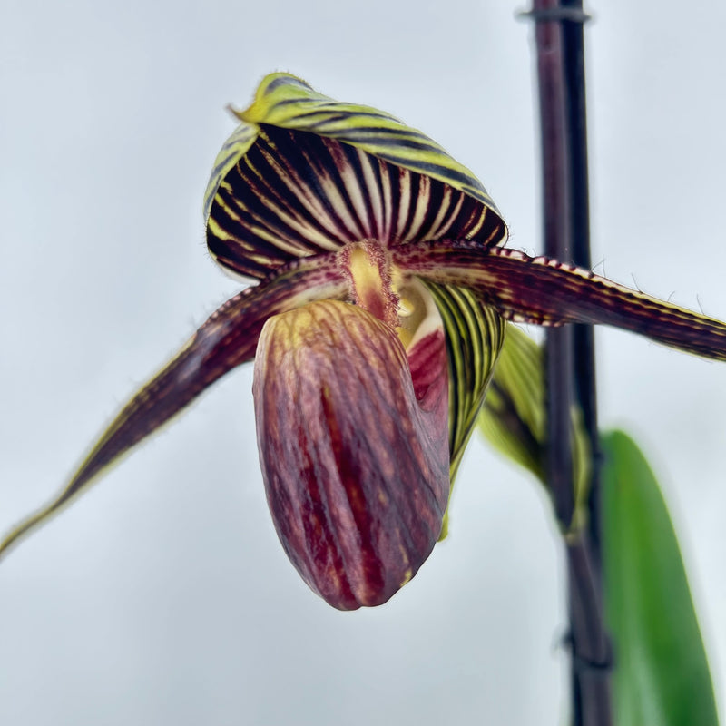 Paphiopedilum LADY ROTHSCHILD
