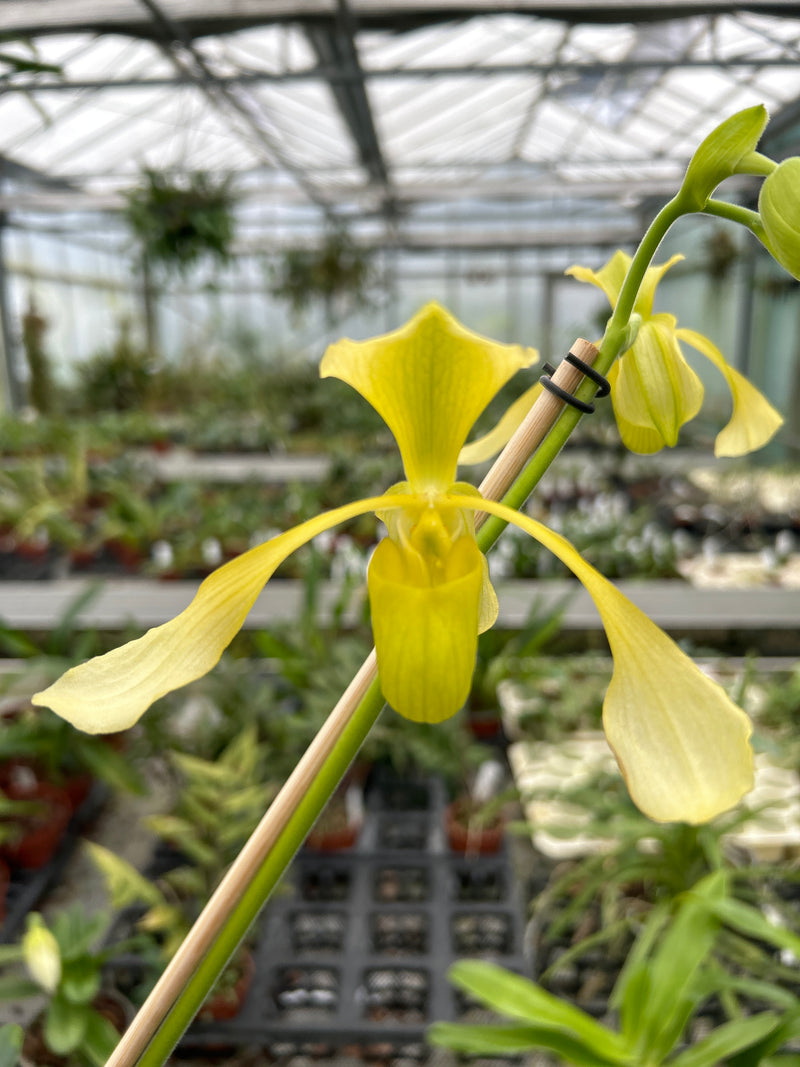 Paphiopedilum lowii &