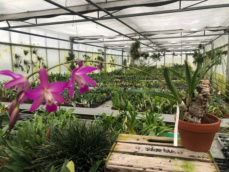 Laelia gouldiana