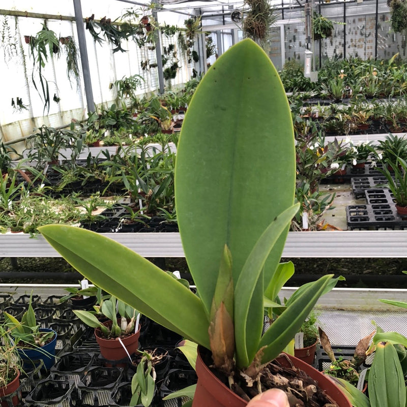 Lophiaris cavendishiana