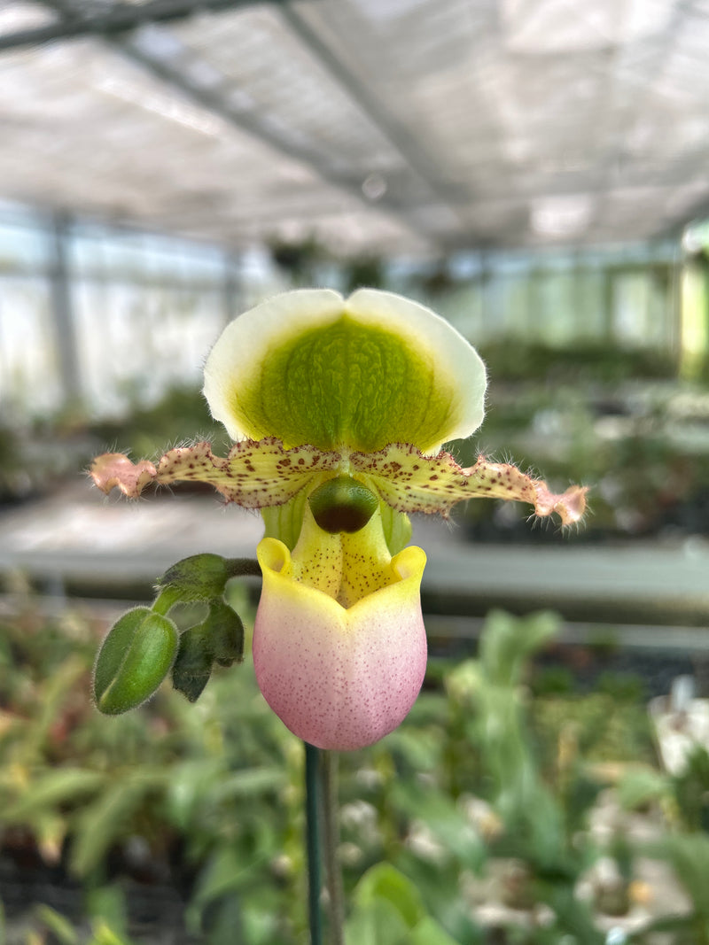 Paphiopedilum PINOCCHIO