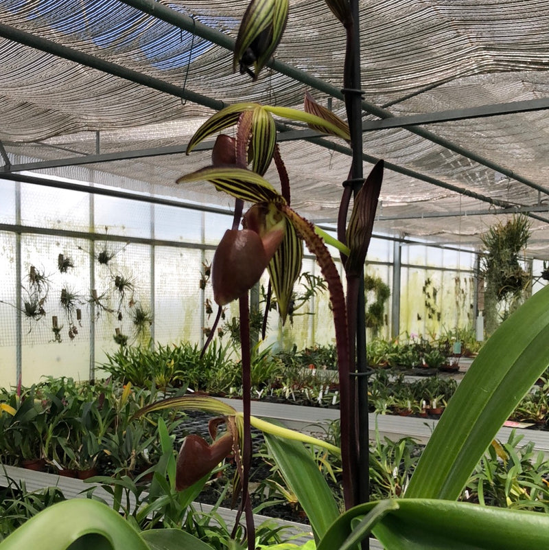 Paphiopedilum Shin-Yi Williams &