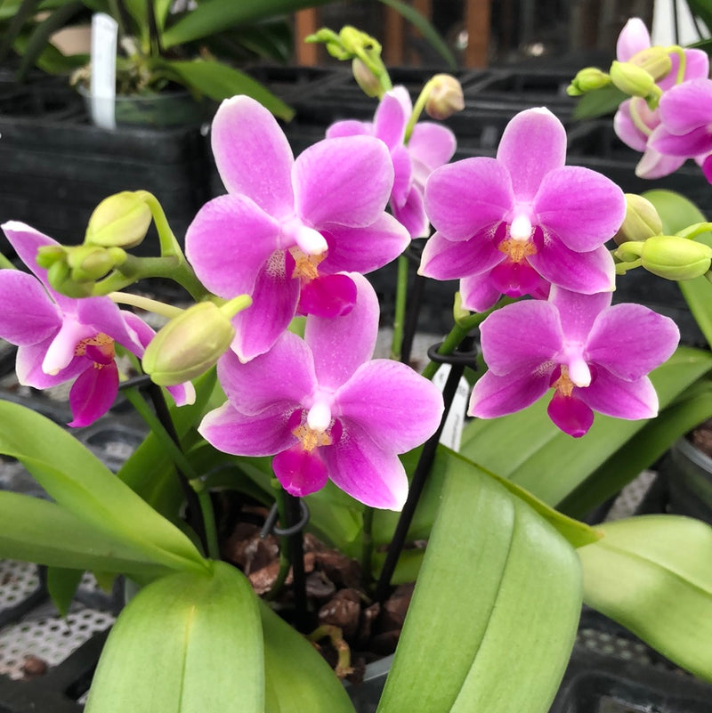 Phalaenopsis DORA BLUE