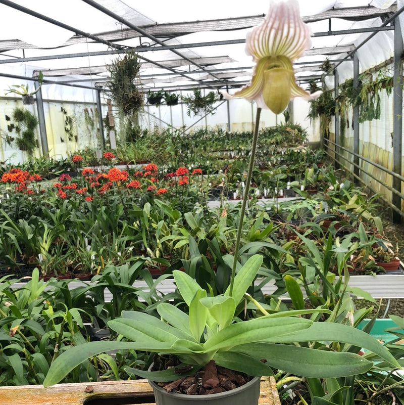 Paphiopedilum fairrieanum &