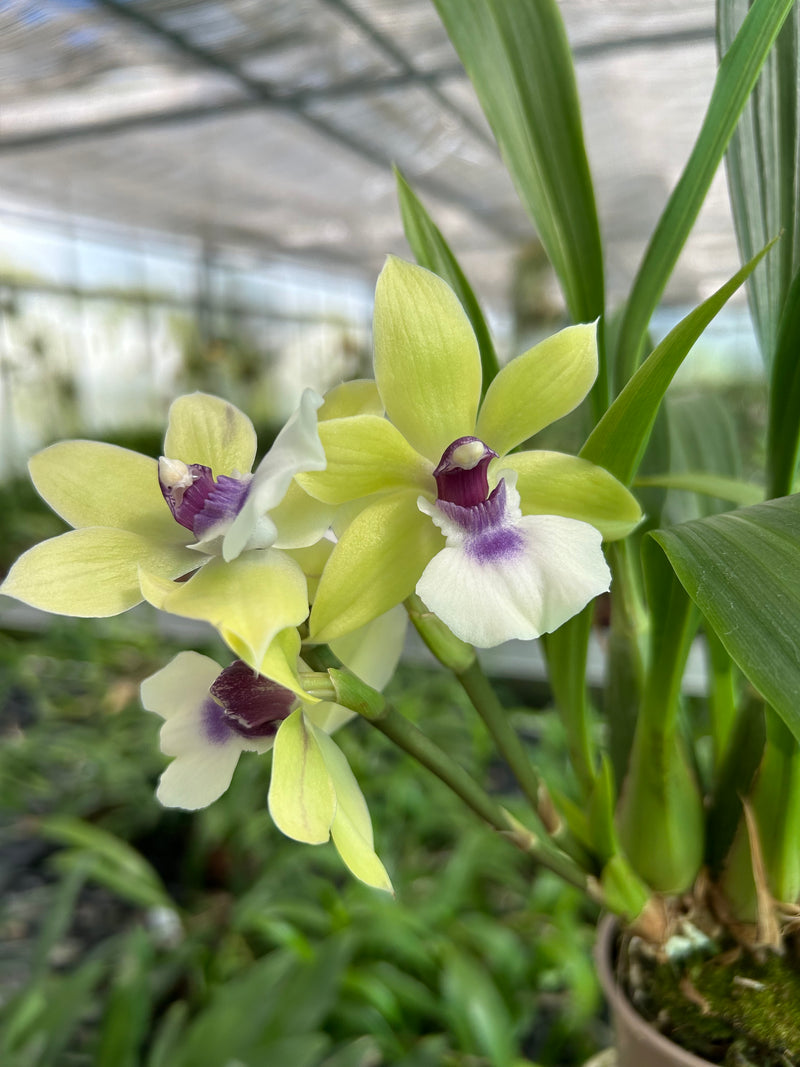 Propetalum Hybride ‘Jan’
