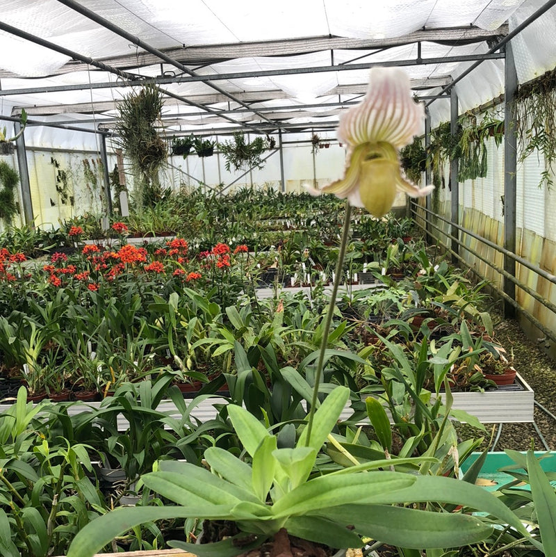 Paphiopedilum fairrieanum &