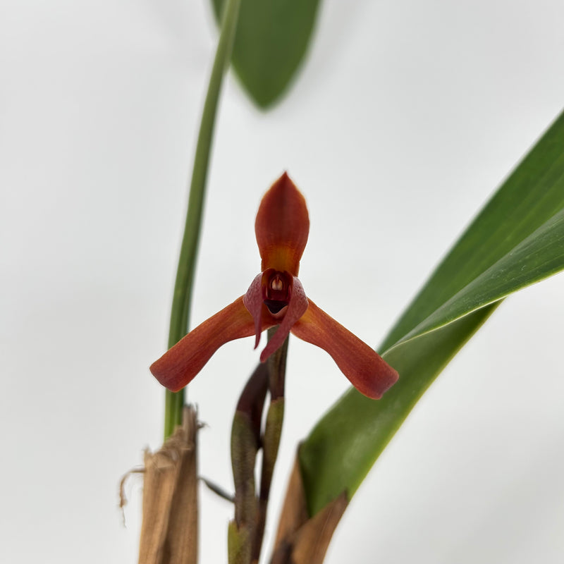 Maxillaria nigrescens