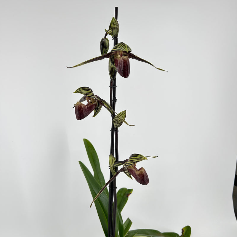 Paphiopedilum LADY ROTHSCHILD