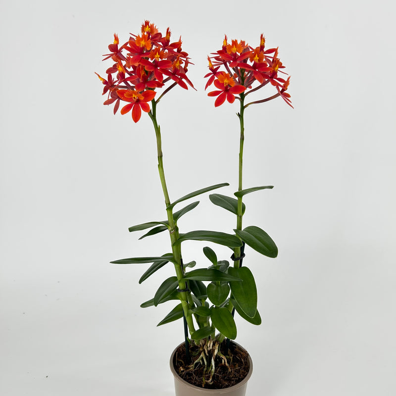 Epidendrum "NORDIC FIRE"