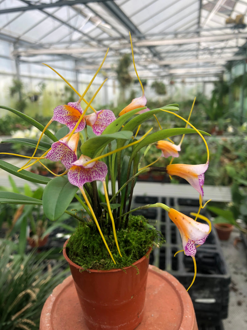 Masdevallia strobelii X glandulosa