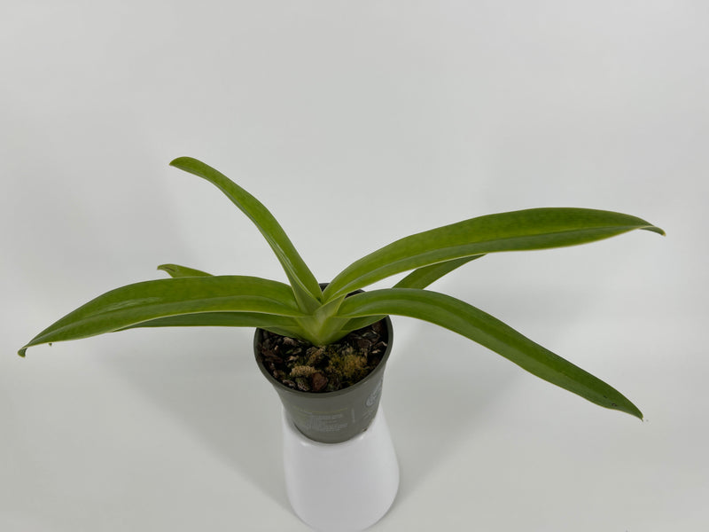 Paphiopedilum sanderianum