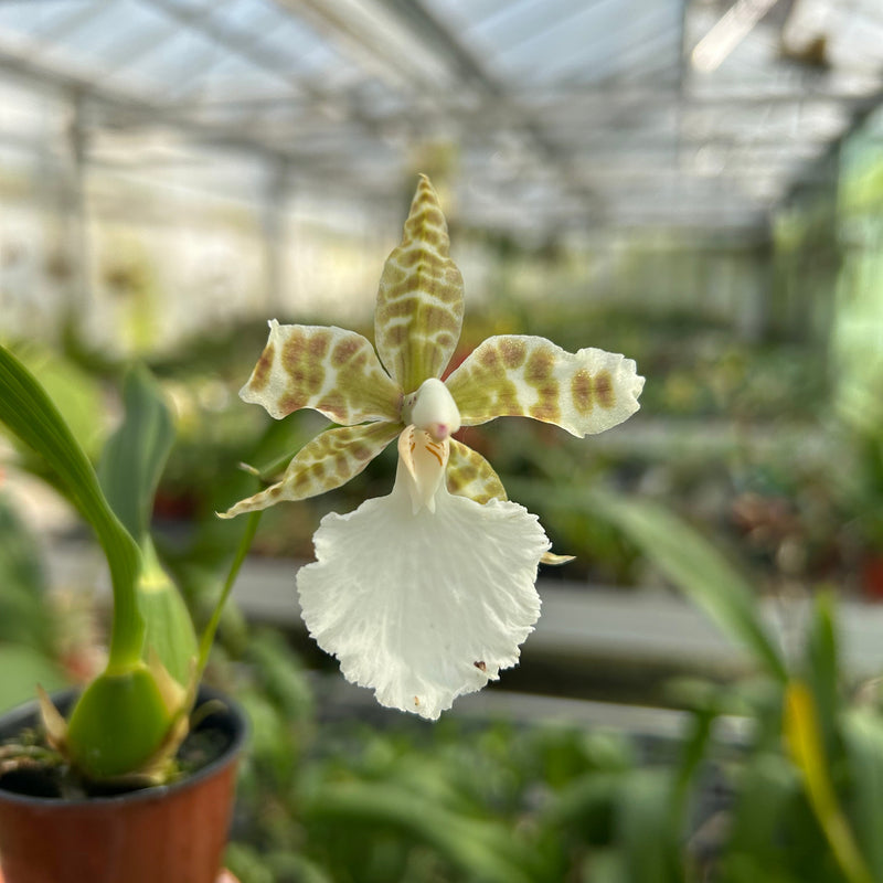 Rhynchostele humeana Hybride