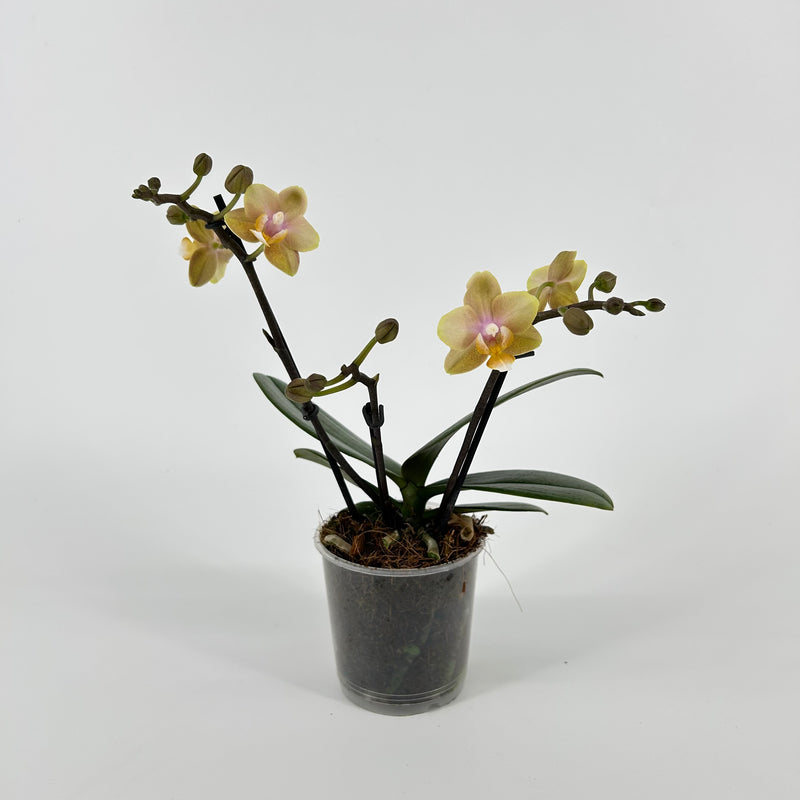 Phalaenopsis Hybride "Elemental"