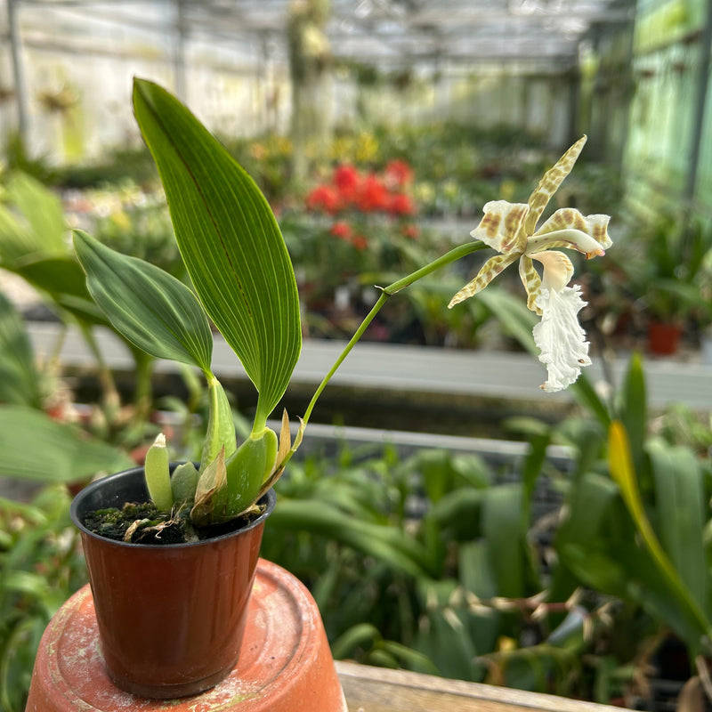 Rhynchostele humeana Hybride