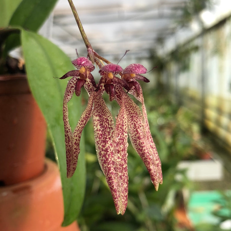 Bulbophyllum hampeliana