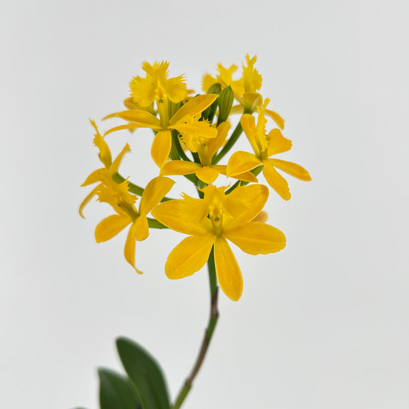 Epidendrum"NORDIC SUN"