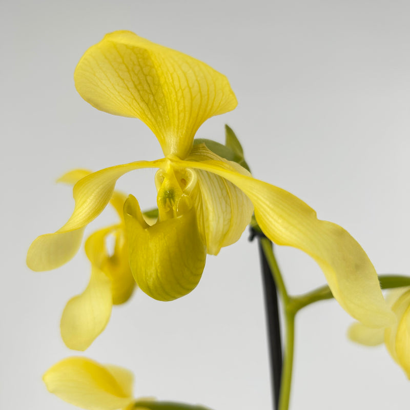 Paphiopedilum lowii &