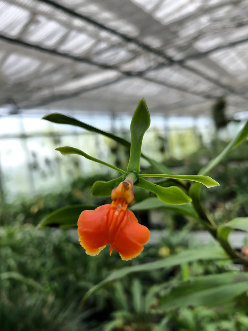 Epidendrum pseudepidendrum