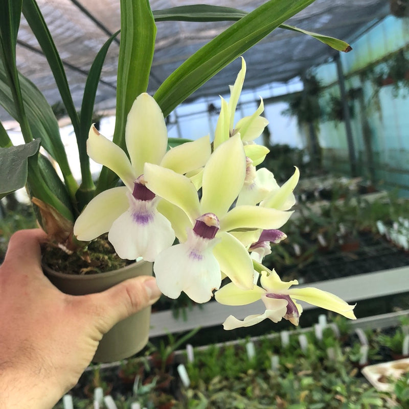 Propetalum Hybride ‘Jan’