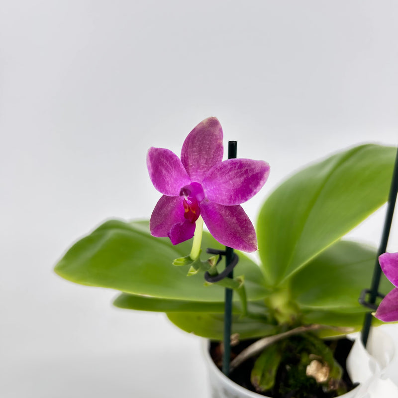 Phalaenopsis Hybride Test 1