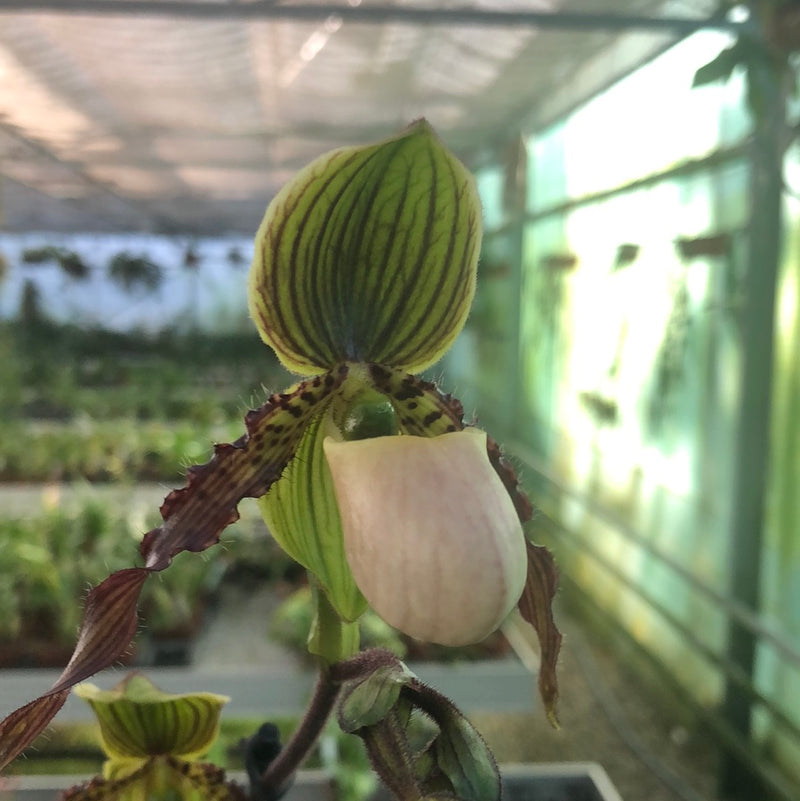 Paphiopedilum KAREN