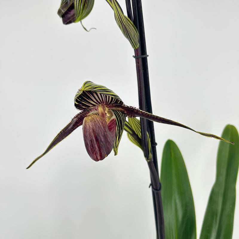 Paphiopedilum LADY ROTHSCHILD