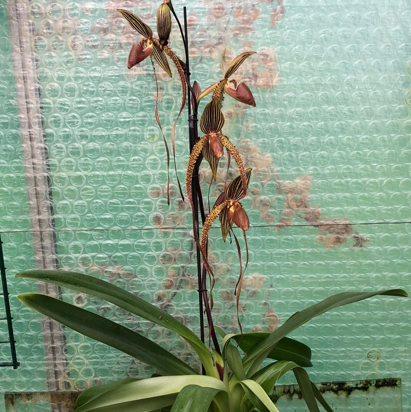 Paphiopedilum Shin-Yi Williams &
