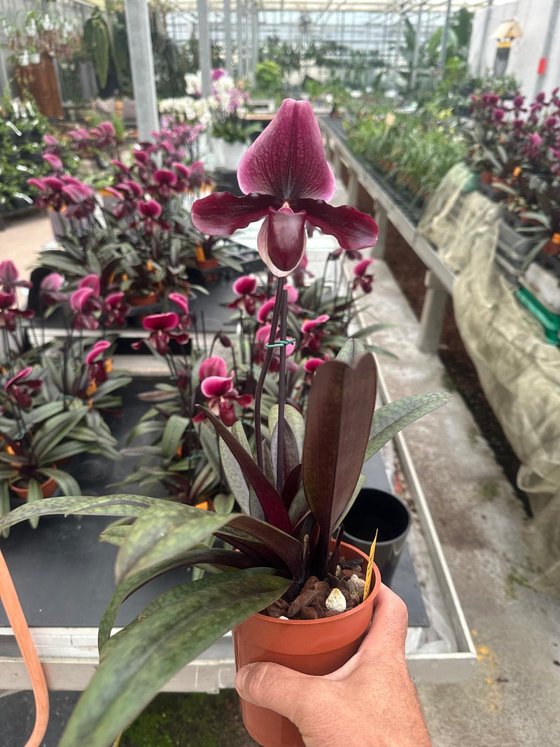 Paphiopedilum Black Jack