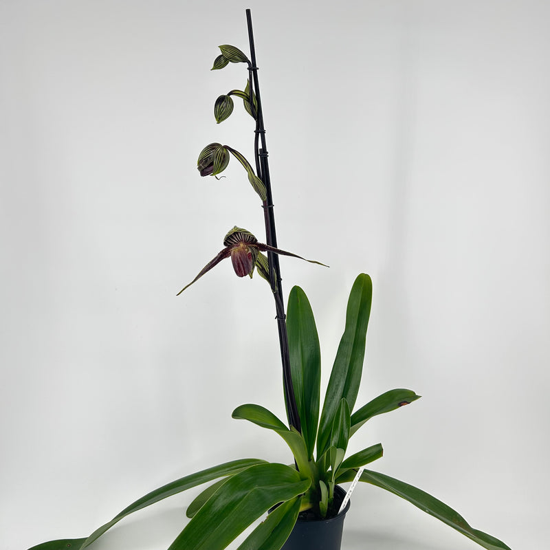 Paphiopedilum LADY ROTHSCHILD