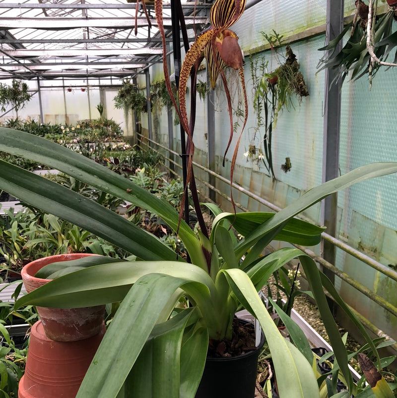 Paphiopedilum Shin-Yi Williams &
