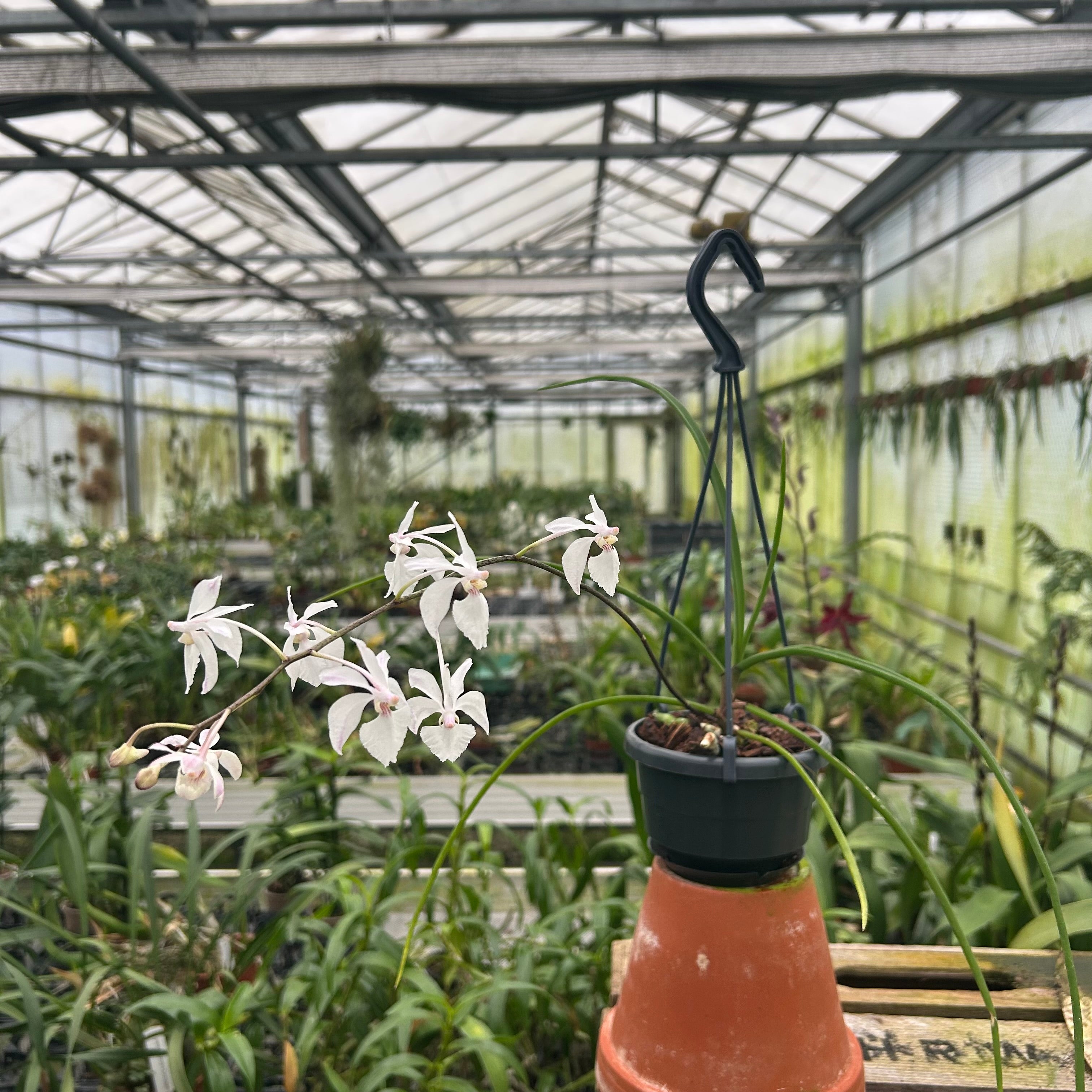 Holcoglossum ISABEL SANDER – Hennis Orchideen