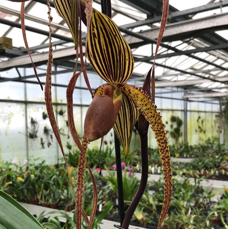 Paphiopedilum Shin-Yi Williams &