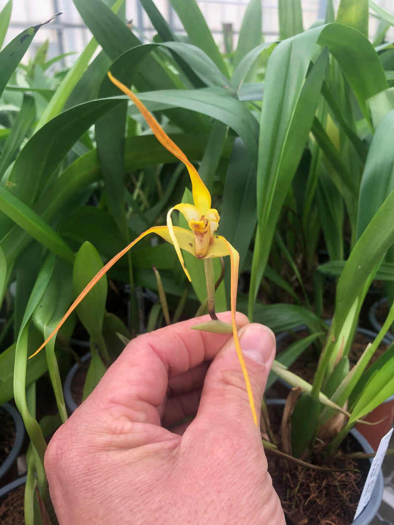 Maxillaria bradei hybrid