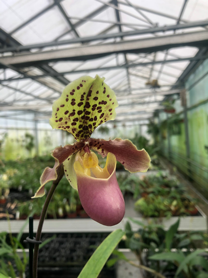 Paphiopedilum henryanum