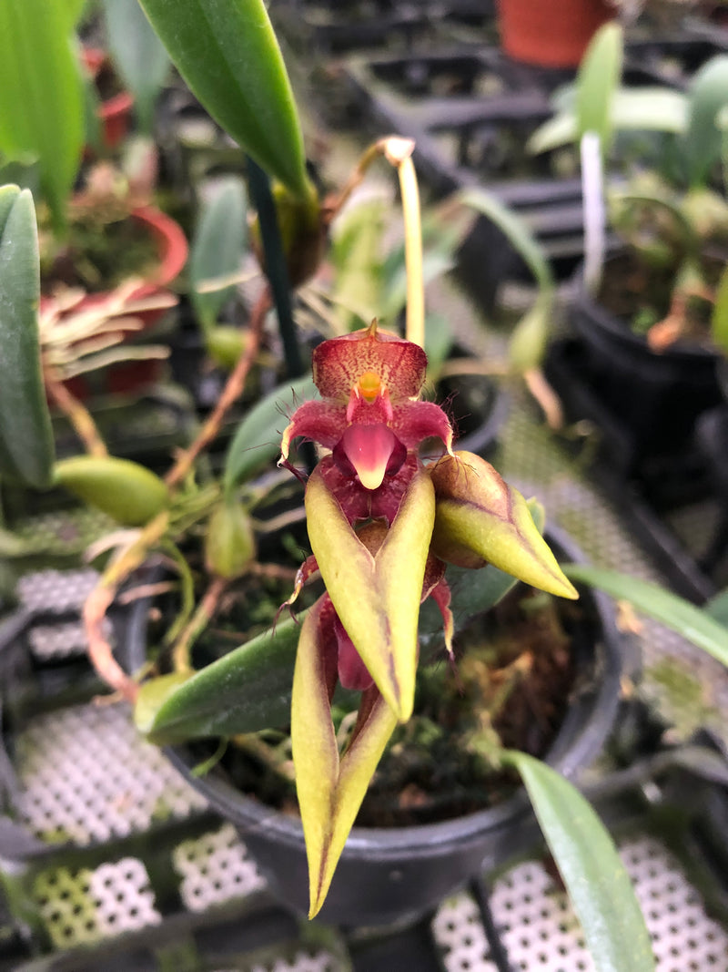 Bulbophyllum pingtungense