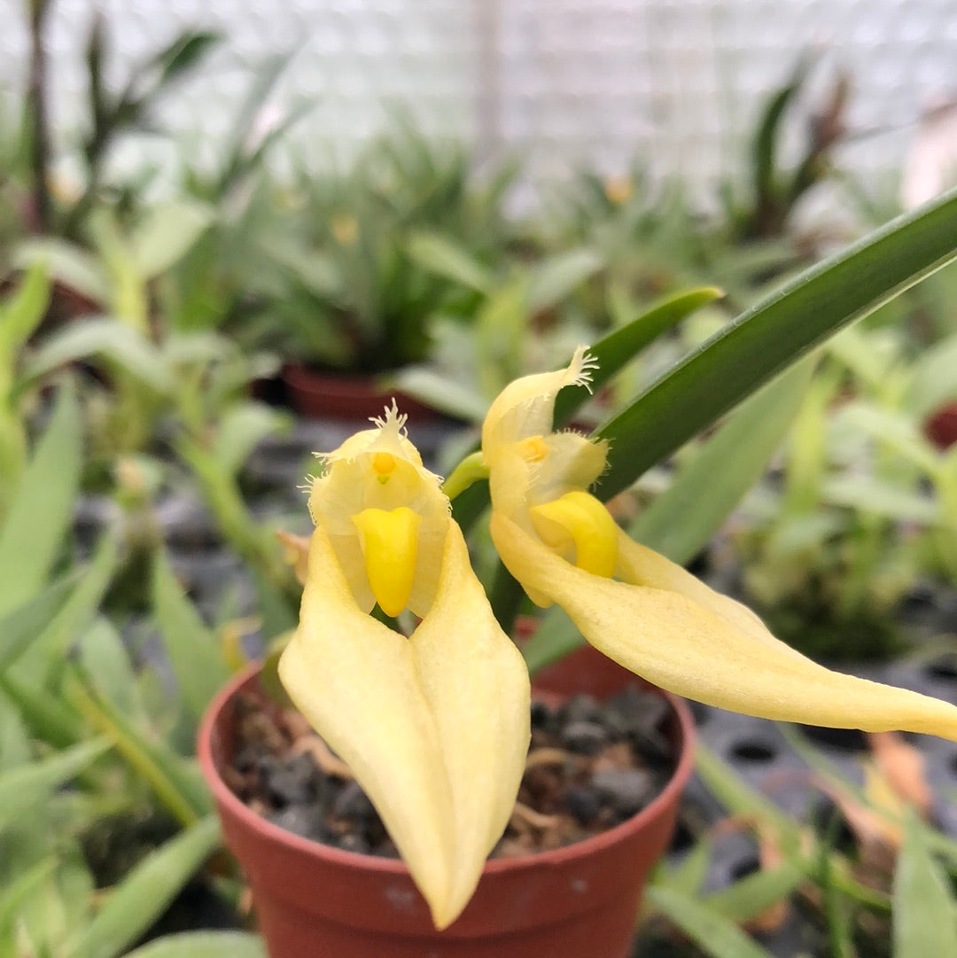 Bulbophyllum annandalei 'alba' Hennis Orchideen
