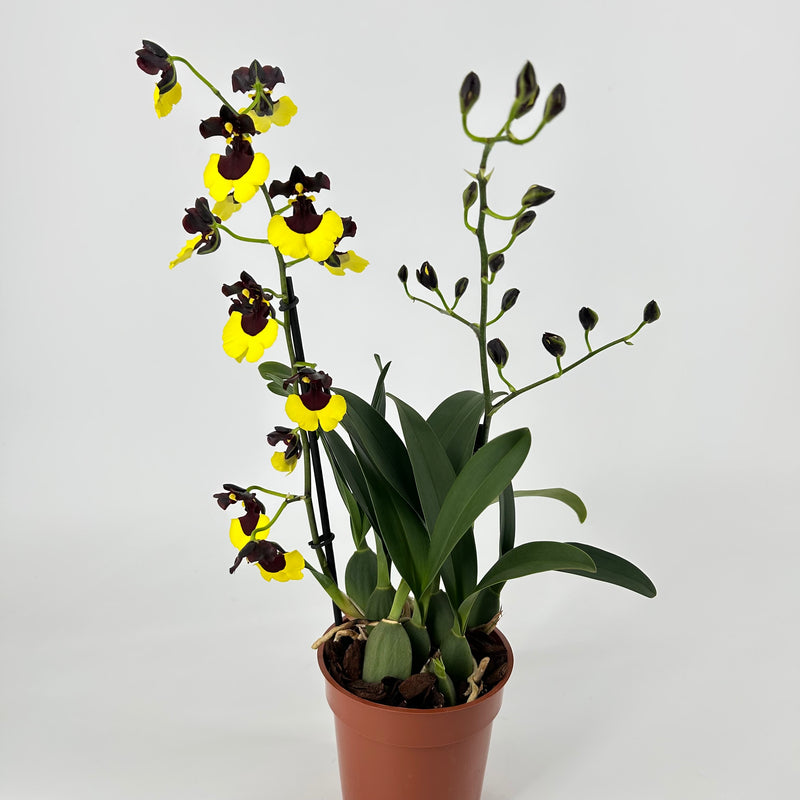 Gomesa JIAHO QUEEN (Onc. "Sabine Meyer")