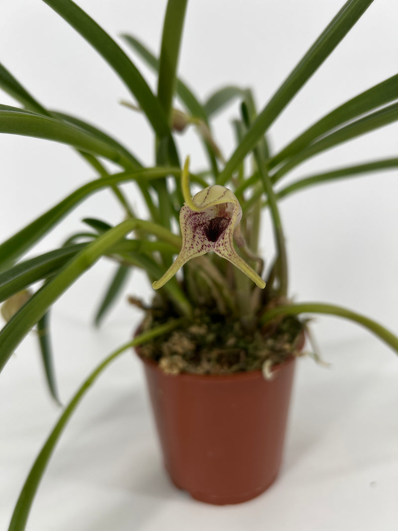 Masdevallia civilis