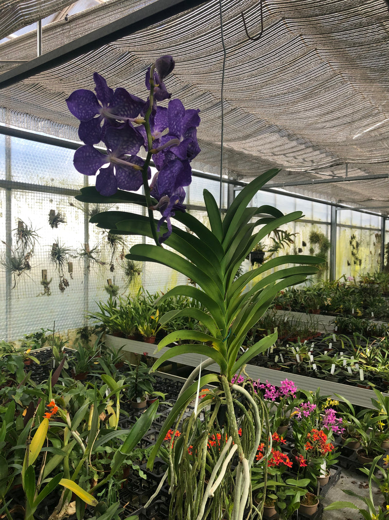 Vanda Hybride XXL &