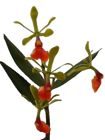Epidendrum pseudepidendrum